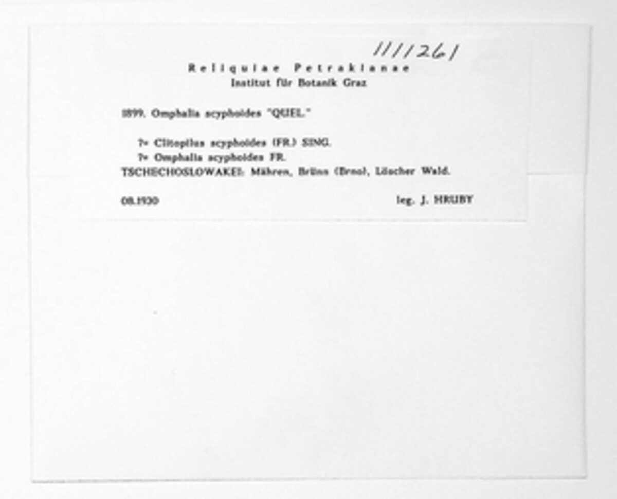 Clitopilus image